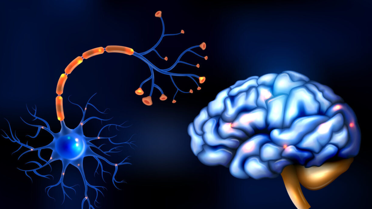 Realistic neuroscience concept with human brain and sensory nerve vector illustration